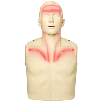 Mannequin torso with highlighted neck and head area on a white background