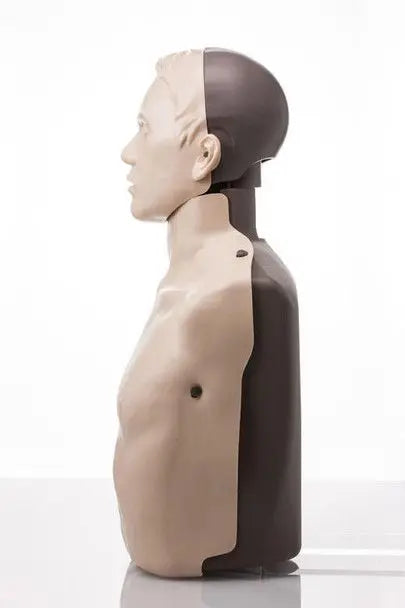 Mannequin torso with head and shoulders on a white background
